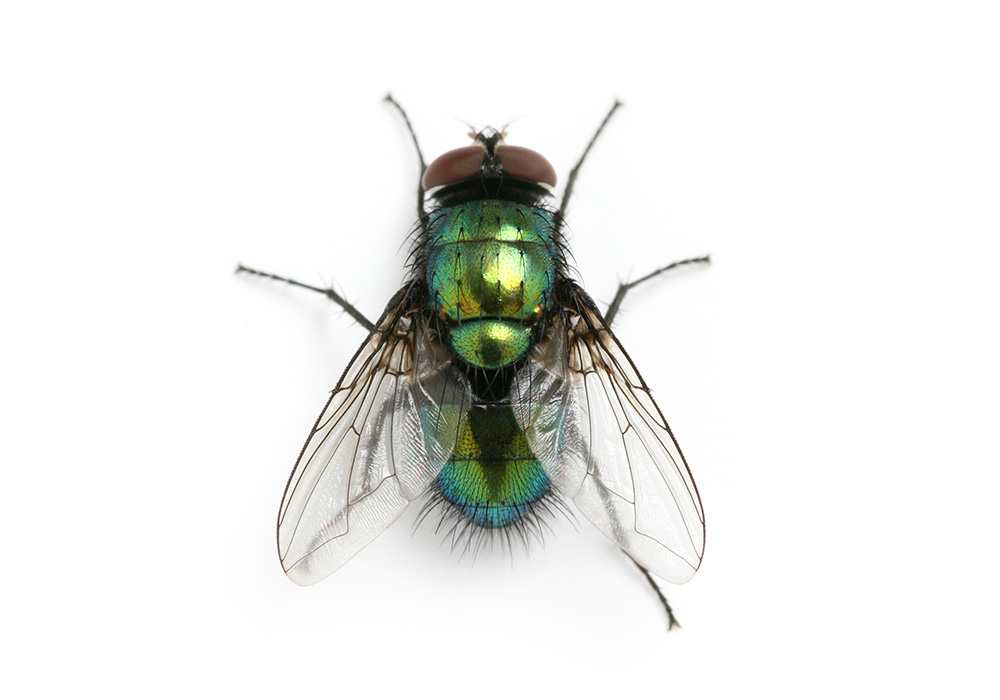 Nunca se voló tan bajo