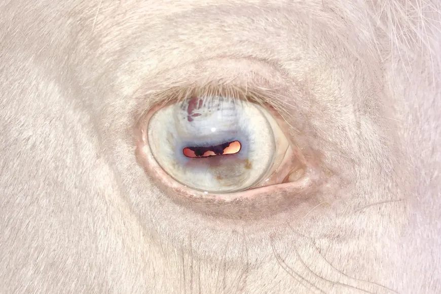 Mata’m psicosi Mata’m psicosi