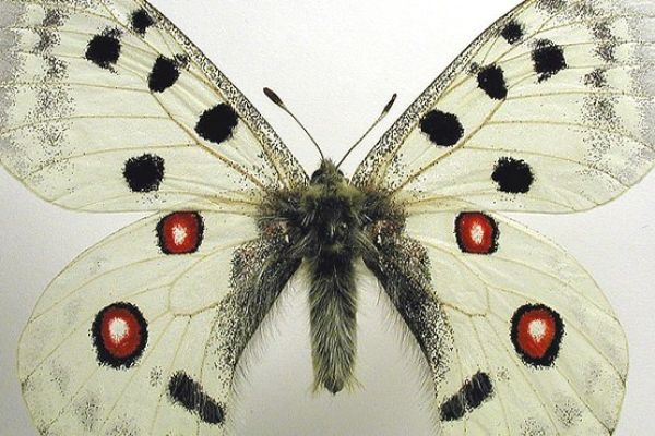 El nom volgut El nom volgut